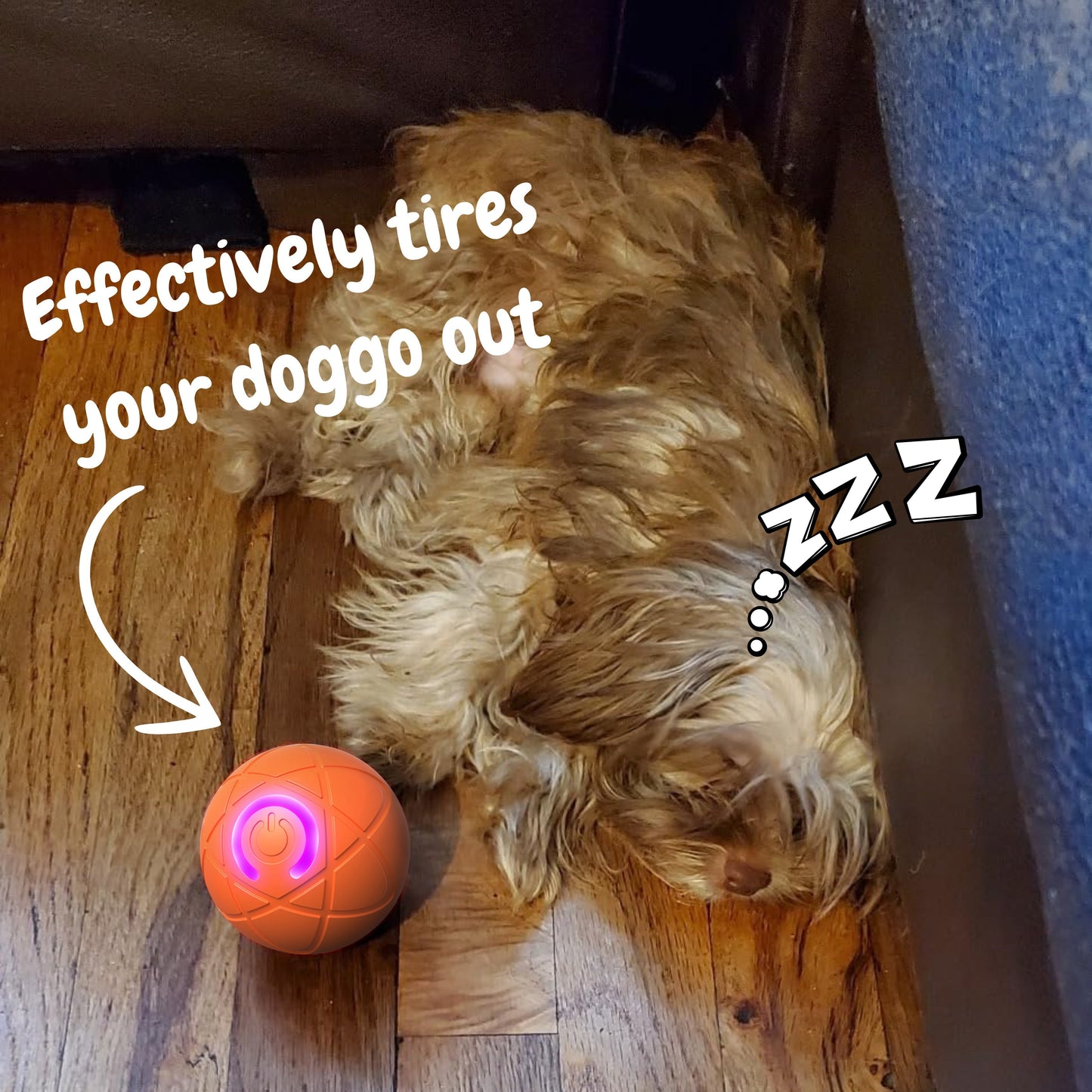 🐶Ring in 2026 with a Happy, Active Pup!