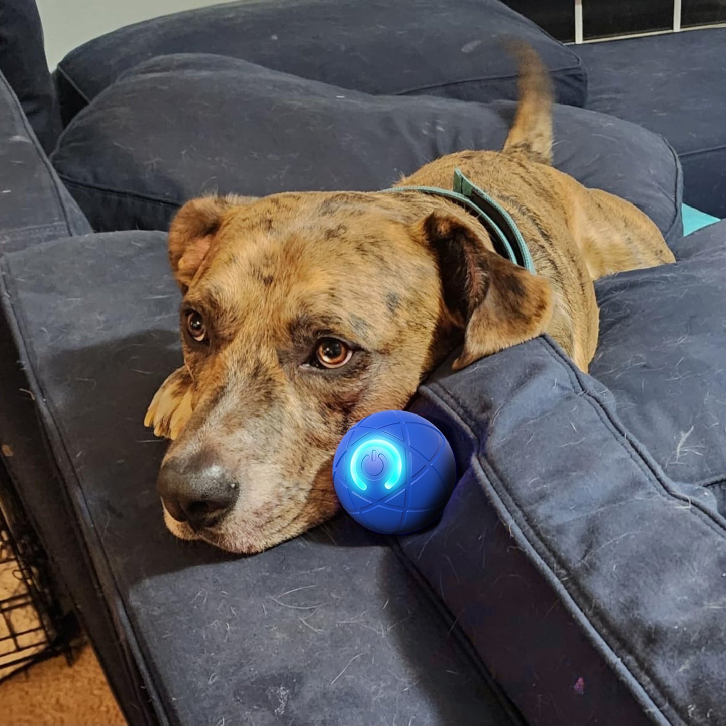🐶Ring in 2026 with a Happy, Active Pup!